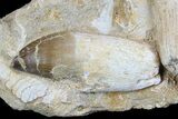 Two Rooted Mosasaur Teeth With Bone Fragments - Morocco #78094-1